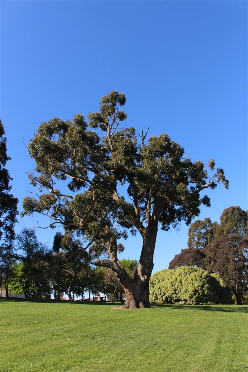Drouin-Grandfather-Tree.jpg
