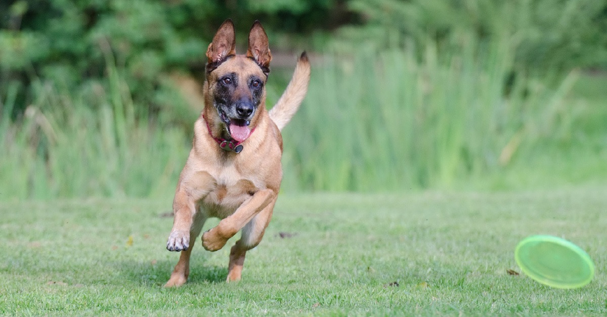 Photo of a dog chasing a frisbee in a grassy park