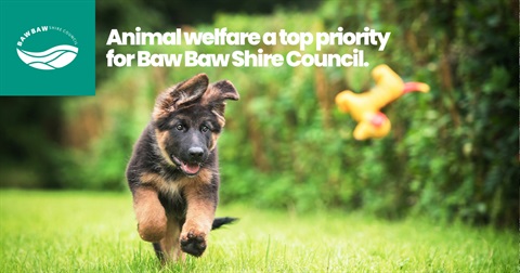 Puppy farming prosecution tile.jpg