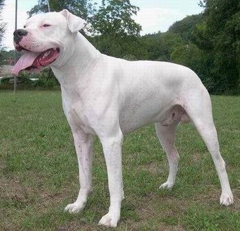 dogo_argentino.jpg