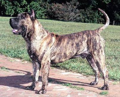 Dogo_Canario.jpg