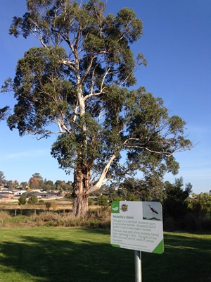 Photo 'McNeilly's Giant' a significant Strzelecki gum tree.