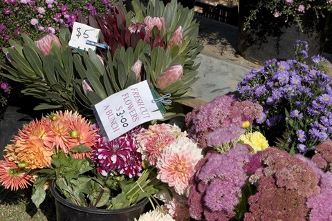 Flowers.jpg
