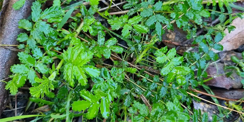 Nangara BioBlitz.PNG