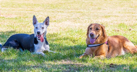 MakeOurDogParksPerfectForEveryPooch.jpg